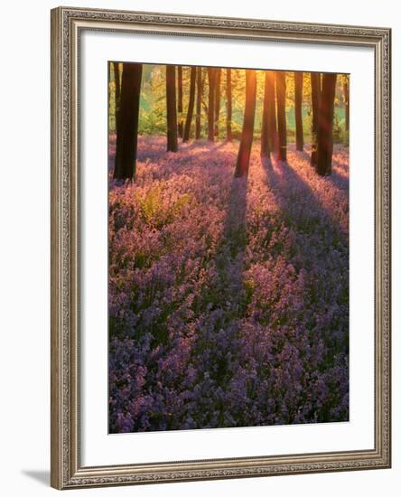 Bluebell Sunset II-Doug Chinnery-Framed Photographic Print