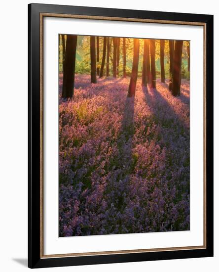 Bluebell Sunset II-Doug Chinnery-Framed Photographic Print