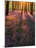 Bluebell Sunset II-Doug Chinnery-Mounted Photographic Print