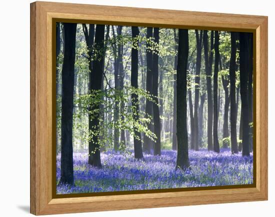 Bluebell Vision-Doug Chinnery-Framed Premier Image Canvas