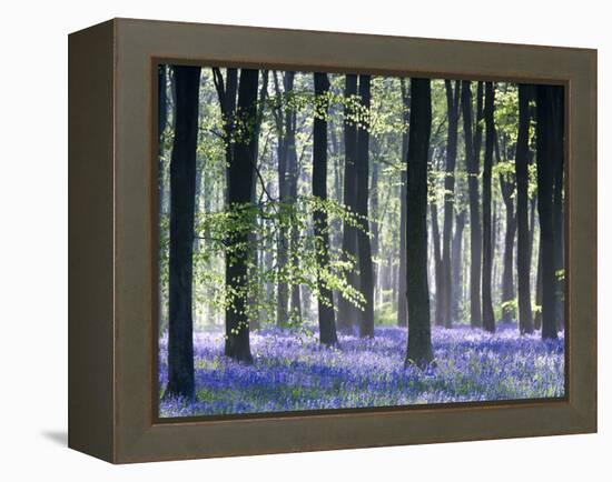 Bluebell Vision-Doug Chinnery-Framed Premier Image Canvas