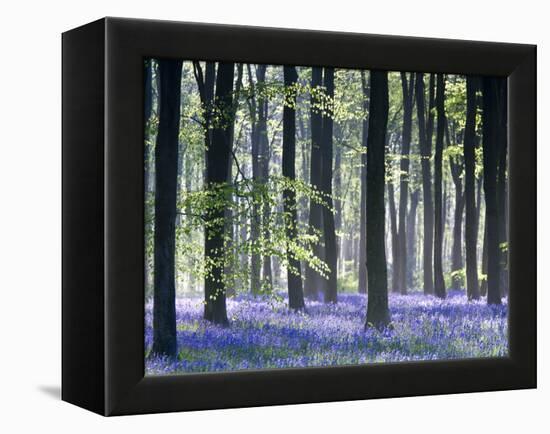 Bluebell Vision-Doug Chinnery-Framed Premier Image Canvas