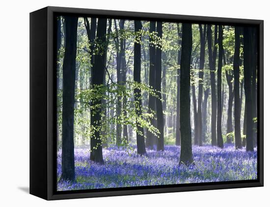 Bluebell Vision-Doug Chinnery-Framed Premier Image Canvas