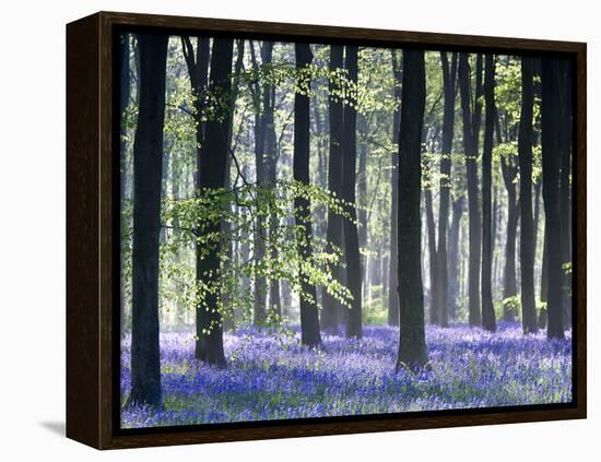 Bluebell Vision-Doug Chinnery-Framed Premier Image Canvas