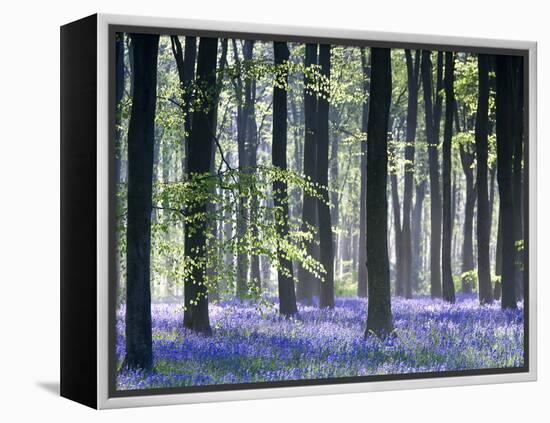 Bluebell Vision-Doug Chinnery-Framed Premier Image Canvas