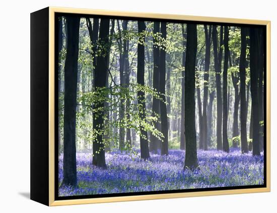 Bluebell Vision-Doug Chinnery-Framed Premier Image Canvas