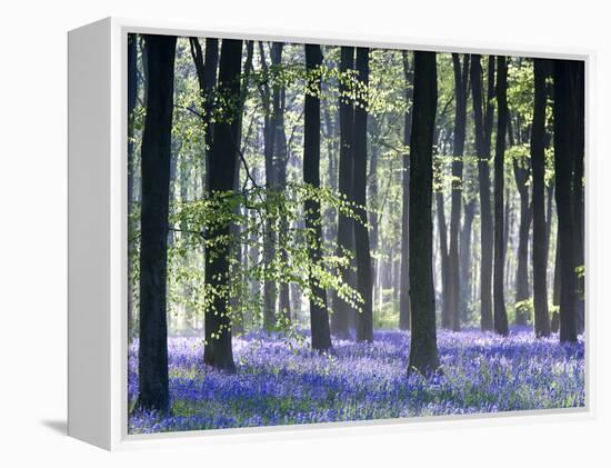 Bluebell Vision-Doug Chinnery-Framed Premier Image Canvas