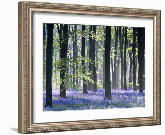 Bluebell Vision-Doug Chinnery-Framed Premium Photographic Print