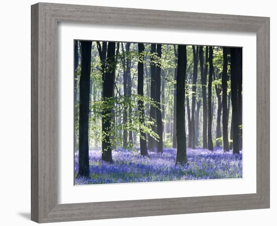 Bluebell Vision-Doug Chinnery-Framed Premium Photographic Print