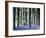 Bluebell Vision-Doug Chinnery-Framed Premium Photographic Print