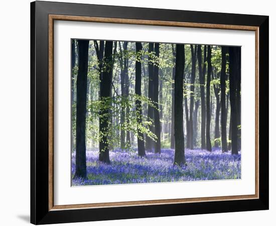 Bluebell Vision-Doug Chinnery-Framed Premium Photographic Print