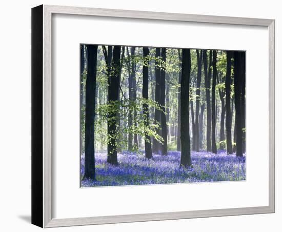 Bluebell Vision-Doug Chinnery-Framed Premium Photographic Print