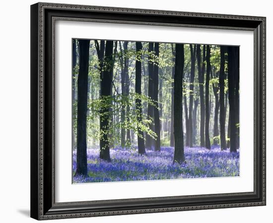 Bluebell Vision-Doug Chinnery-Framed Premium Photographic Print