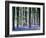 Bluebell Vision-Doug Chinnery-Framed Premium Photographic Print