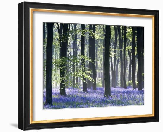 Bluebell Vision-Doug Chinnery-Framed Premium Photographic Print