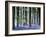 Bluebell Vision-Doug Chinnery-Framed Premium Photographic Print