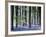 Bluebell Vision-Doug Chinnery-Framed Premium Photographic Print