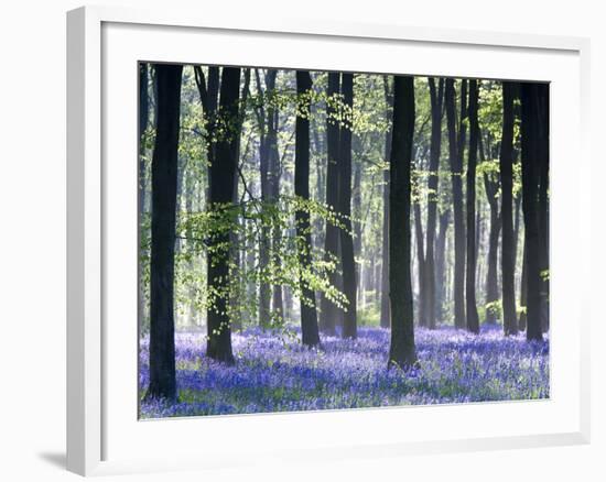 Bluebell Vision-Doug Chinnery-Framed Premium Photographic Print