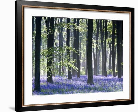 Bluebell Vision-Doug Chinnery-Framed Premium Photographic Print