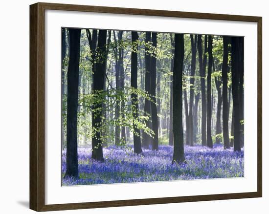 Bluebell Vision-Doug Chinnery-Framed Premium Photographic Print