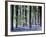 Bluebell Vision-Doug Chinnery-Framed Premium Photographic Print