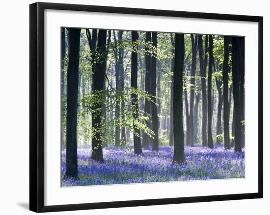 Bluebell Vision-Doug Chinnery-Framed Premium Photographic Print