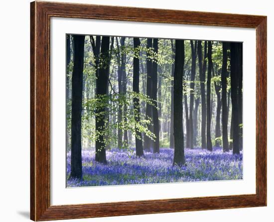 Bluebell Vision-Doug Chinnery-Framed Premium Photographic Print