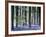 Bluebell Vision-Doug Chinnery-Framed Premium Photographic Print