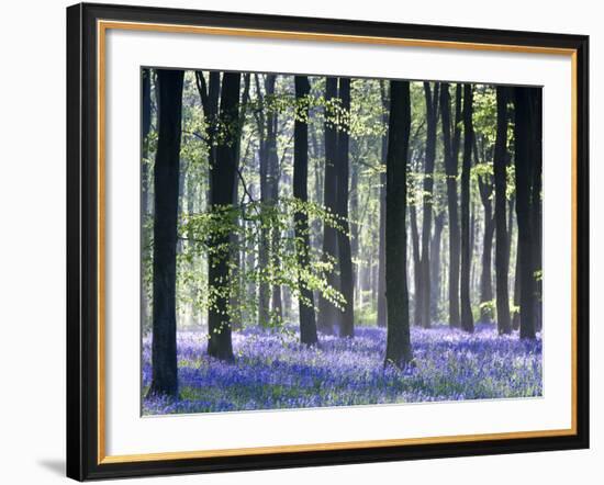 Bluebell Vision-Doug Chinnery-Framed Premium Photographic Print