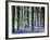 Bluebell Vision-Doug Chinnery-Framed Premium Photographic Print