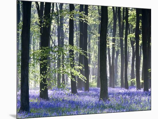 Bluebell Vision-Doug Chinnery-Mounted Premium Photographic Print