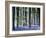 Bluebell Vision-Doug Chinnery-Framed Photographic Print