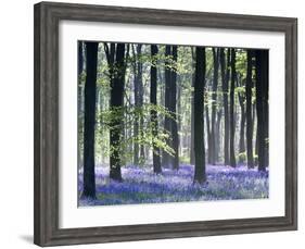 Bluebell Vision-Doug Chinnery-Framed Photographic Print