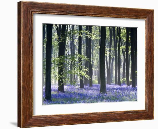 Bluebell Vision-Doug Chinnery-Framed Photographic Print