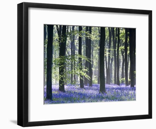 Bluebell Vision-Doug Chinnery-Framed Photographic Print