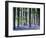 Bluebell Vision-Doug Chinnery-Framed Photographic Print