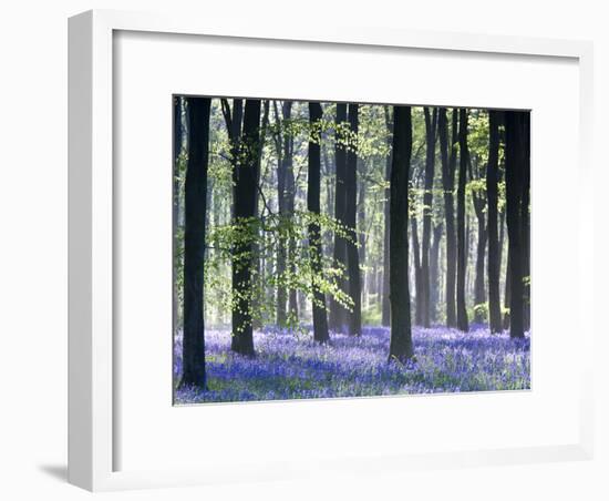 Bluebell Vision-Doug Chinnery-Framed Photographic Print