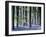 Bluebell Vision-Doug Chinnery-Framed Photographic Print