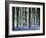 Bluebell Vision-Doug Chinnery-Framed Photographic Print