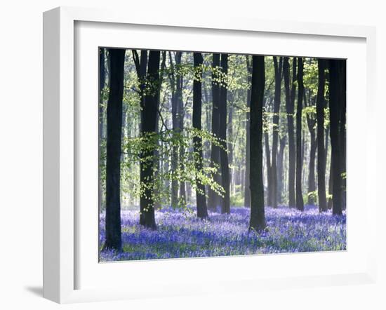 Bluebell Vision-Doug Chinnery-Framed Photographic Print