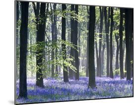 Bluebell Vision-Doug Chinnery-Mounted Photographic Print