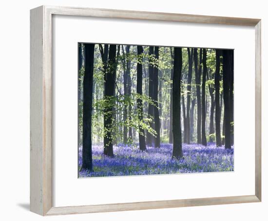 Bluebell Vision-Doug Chinnery-Framed Photographic Print