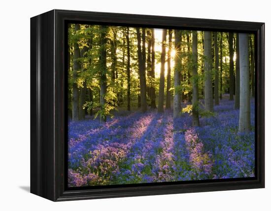 Bluebell Wood at Coton Manor-Clive Nichols-Framed Premier Image Canvas