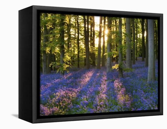 Bluebell Wood at Coton Manor-Clive Nichols-Framed Premier Image Canvas