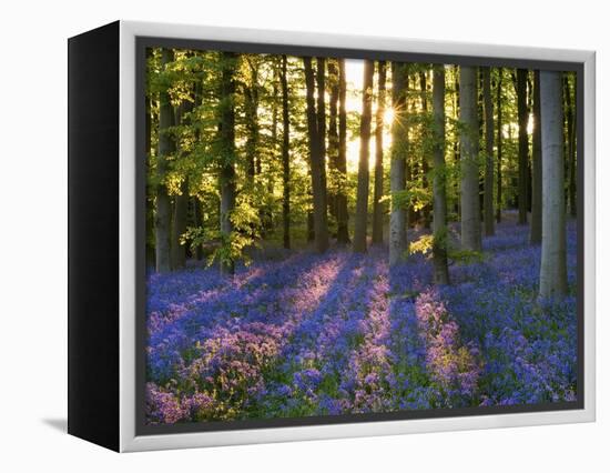 Bluebell Wood at Coton Manor-Clive Nichols-Framed Premier Image Canvas