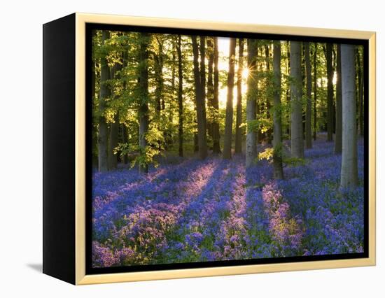 Bluebell Wood at Coton Manor-Clive Nichols-Framed Premier Image Canvas