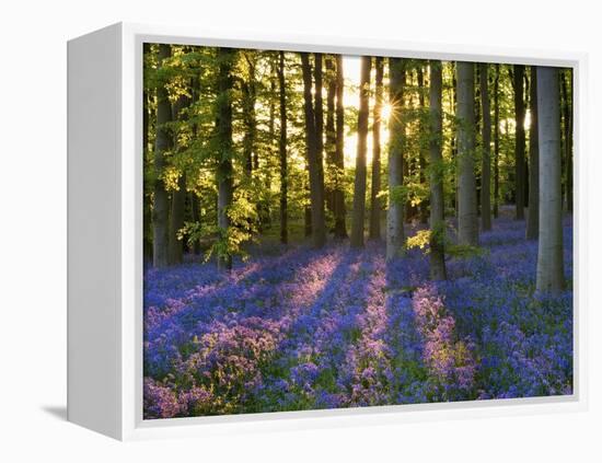 Bluebell Wood at Coton Manor-Clive Nichols-Framed Premier Image Canvas