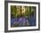 Bluebell Wood at Coton Manor-Clive Nichols-Framed Photographic Print