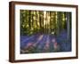 Bluebell Wood at Coton Manor-Clive Nichols-Framed Photographic Print