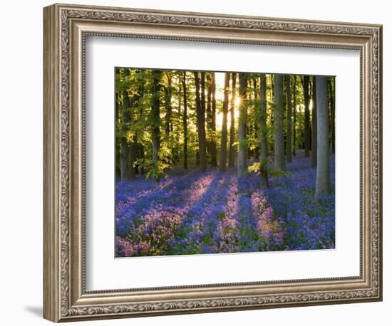 Bluebell Wood at Coton Manor-Clive Nichols-Framed Photographic Print